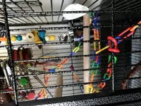 Cage setup3.webp