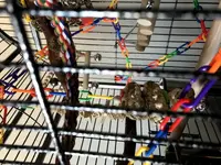 Cage setup2.webp