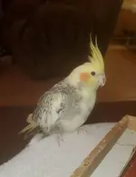 Sunny. One year old today!.webp