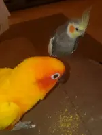 Rio and Kiwi trying to figure out HOW they made such a mess!.webp