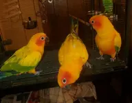 Rio, Cosmos, and Mango.webp