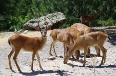 deer 5.webp