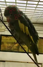 bee-bee-parakeet-with-circles.webp bee-bee-parakeet-with-circles.webp