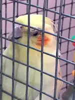 Cockatiel_July_31-looking_dull.webp