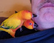 Getting preened by two sun conures!!!.jpg