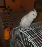 Cosmo sneeking up on Auzzie!.webp