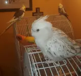Rio does a photo bomb!.webp