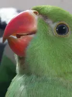 Rooney - 11 Mar 18.webp