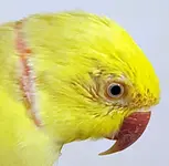 mango-20190813_202149.webp