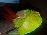 oscar being a bird after a long walk.webp