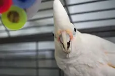 keno surprised 1.webp