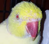 mango-20190813_202322.webp