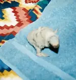 baby 1 1997.webp