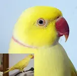 mango-20190828_172447.webp