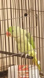 cap.webp