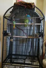 Lunas new cage-edit.webp
