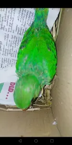 jonas the parrot.webp