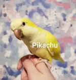 Pikachu2.webp