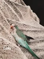 Loki1.webp