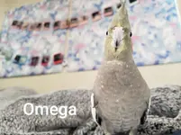 Omega2.webp