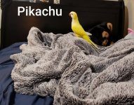 Pikachu3.jpg