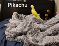 Pikachu3.webp