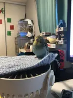 Birb.webp