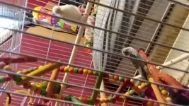 Dad, I Want to be Just Like You.webp