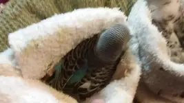 Sis, What's the Escape Plan.webp