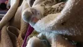 We're onto plan D, Wait..webp