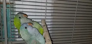 birds.webp