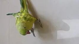 20180429_180532.webp