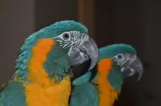 birb.webp