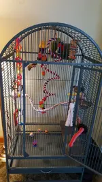 cage setup.webp
