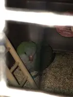 bird 2.webp