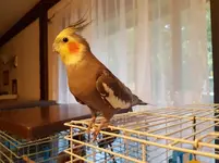 20180720_201959.webp