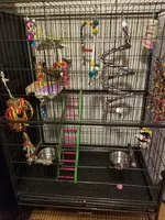Kiko cage.webp