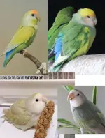 lovebirds.jpg