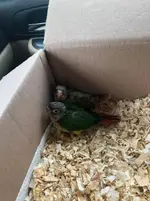 babyconures.webp