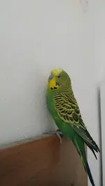 kiko1.webp