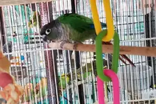 green cheek conure0.webp