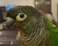 Oscar 1-min.webp