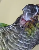 Oscar 2-min.webp