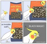 black magic.jpg
