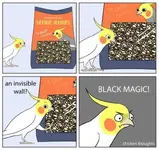 black magic.webp