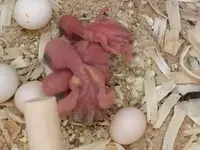 7-30-21 3 babies close up-.webp