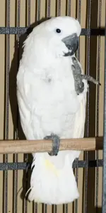 Rocco5.webp