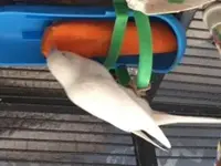 carrot.webp