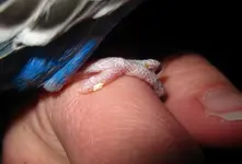 Foot.webp