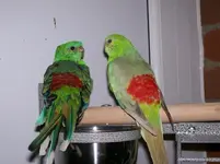 redrumps sm.webp